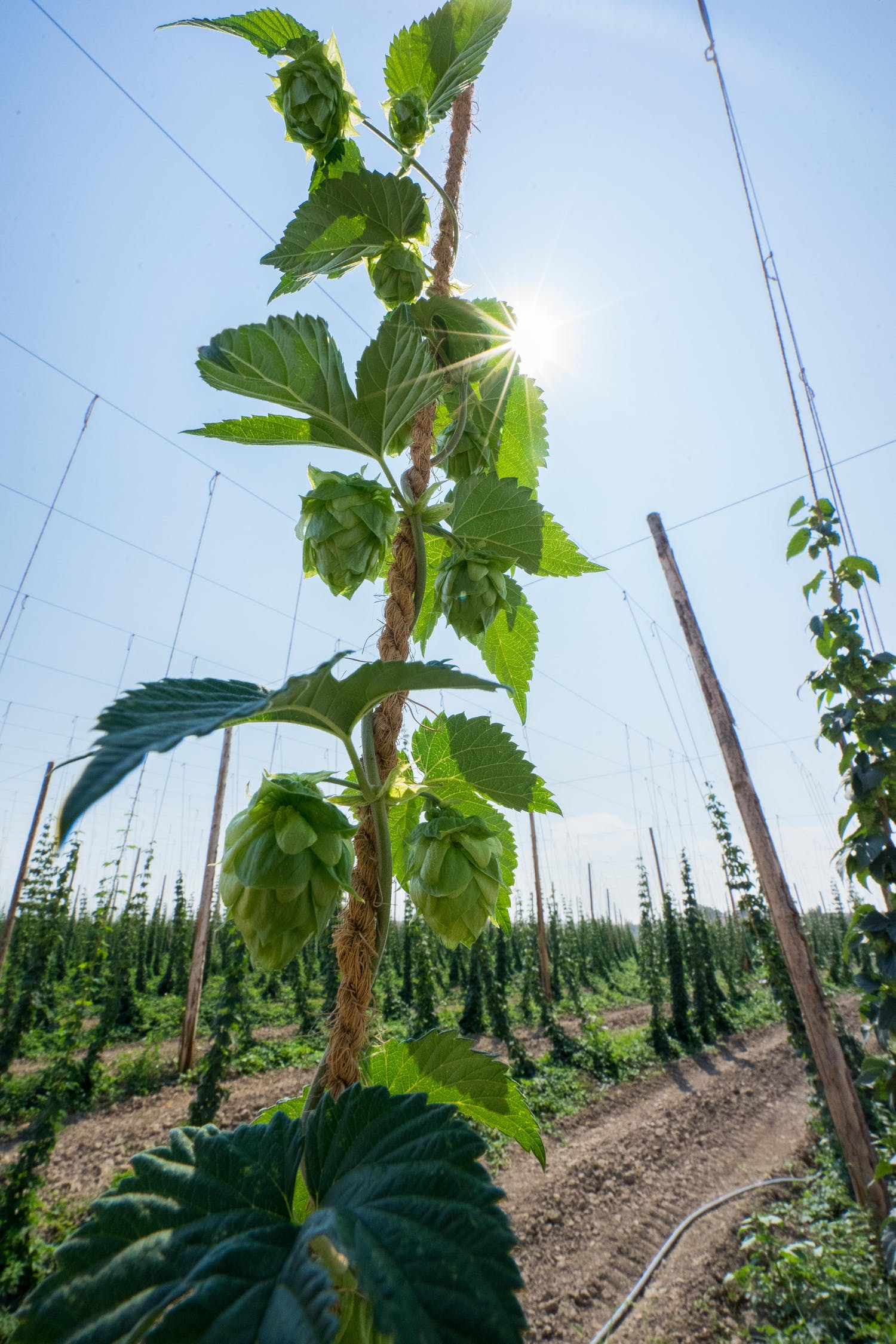 Hop plant growing in a hop yard under bright sunlight.