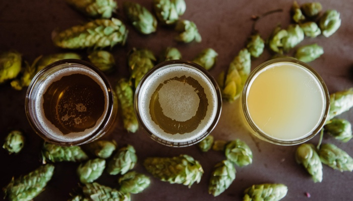 Beer samples surrounded by hop cones for sensory evaluation.